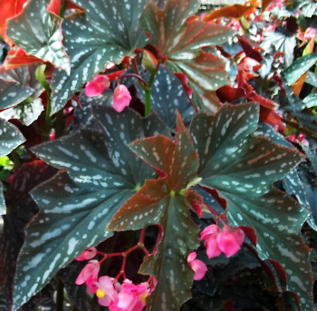 B. ‘Summer Queen’